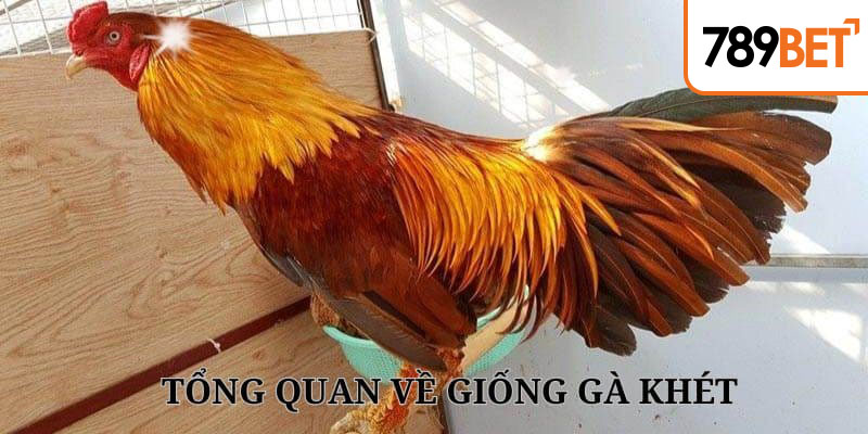 Tên gọi chung của các chiến kê có các đặc điểm tương tự nhau