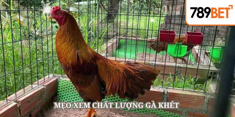 Vận dụng một số mẹo độc đáo để lựa chọn chiến kê hiệu quả
